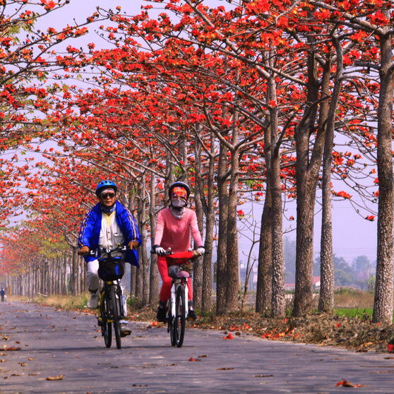 Cycling+on+the+Baihe+Cotton+Tree+Path,+Tainan